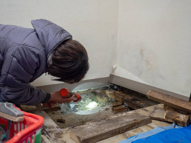 Best Basement Mold Removal  in West Peoria, IL