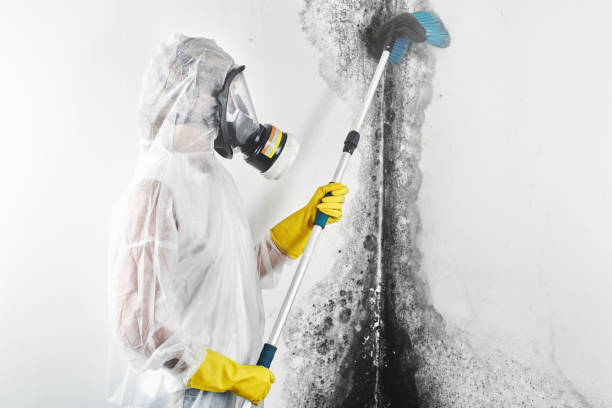 Best Emergency Mold Remediation  in West Peoria, IL