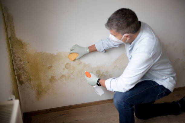 Best Mold Prevention Services  in West Peoria, IL