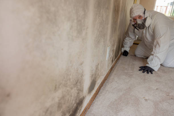 Best Post-Construction Mold Inspection  in West Peoria, IL